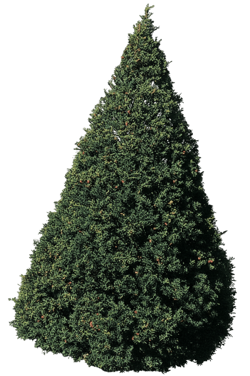 Pyramidal Yew (Capitata) (Taxus Cuspidata Capitata) - Evergreen Trees