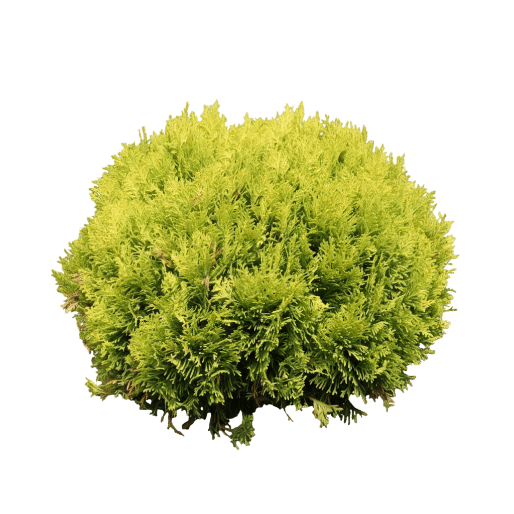 Anna'S Magic Ball® Arborvitae (Thuja Occidentalis Anna'S Magic Ball 'Anna Van Vloten') - Ground Layers