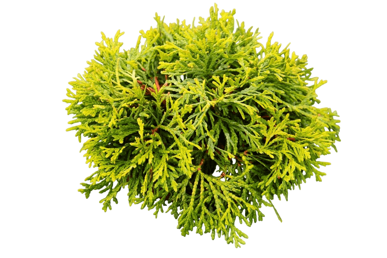 Golden Globe Arborvitae (Thuja Occidentalis 'Golden Globe') - Ground Layers