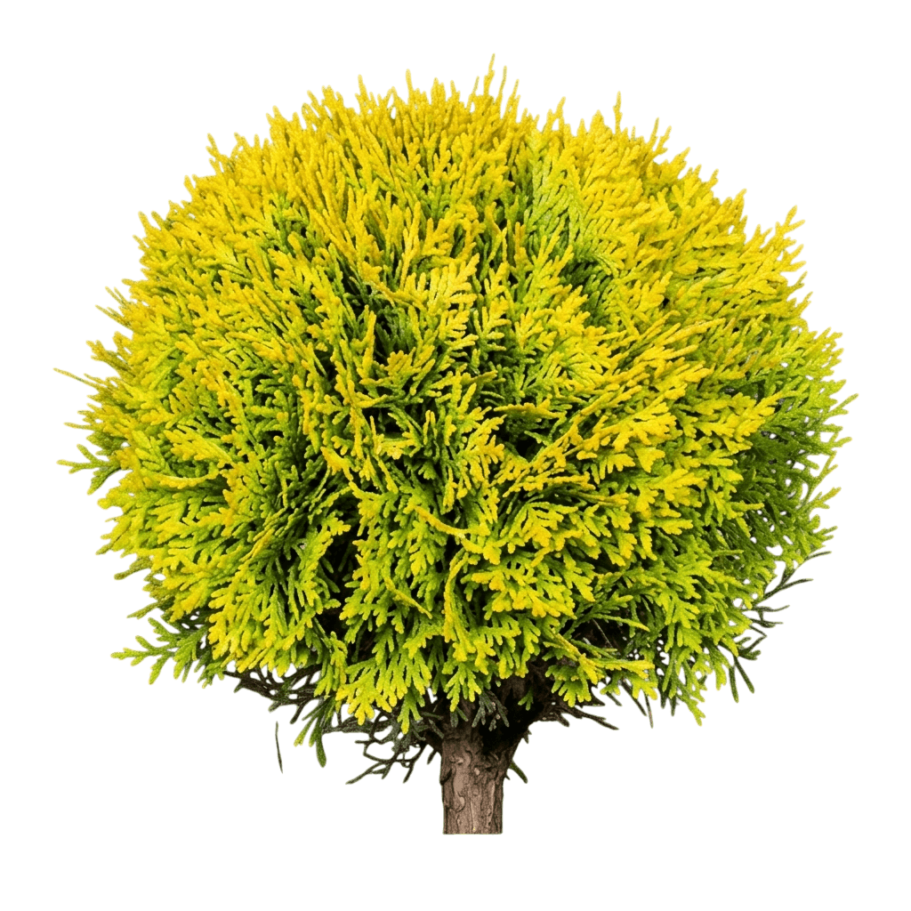 Golden Child Arborvitae (Thuja Occidentalis Golden Child 'Mirjam') - Ground Layers
