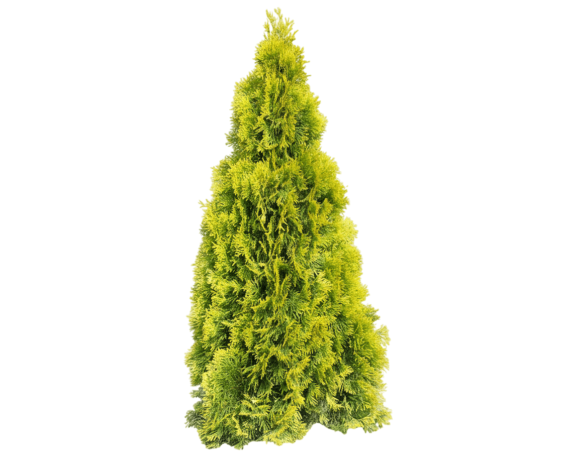 Highlights Arborvitae (Janed Gold) (Thuja Occidentalis Highlights 'Janed Gold') - Evergreen Trees