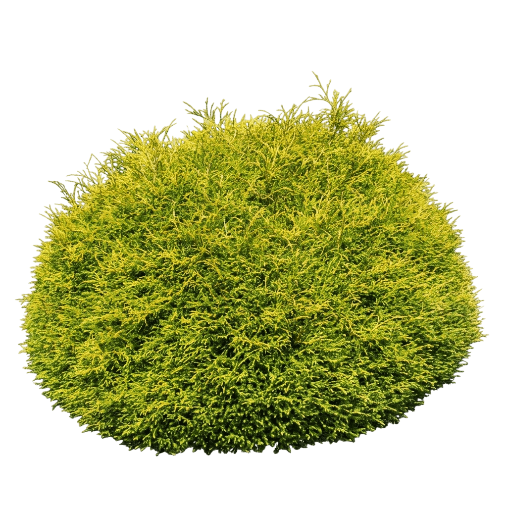 Golden Tuffet Arborvitae (Thuja Occidentalis Iseli 'Golden Tuffet') - Ground Layers