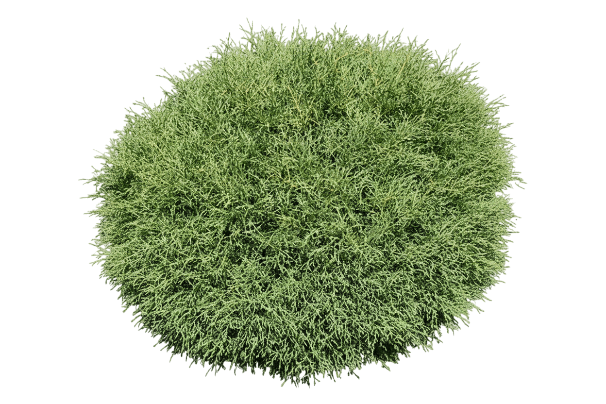 Mr. Bowling Ball Arborvitae (Thuja Occidentalis Mr. Bowling Ball 'Bobozam') - Ground Layers