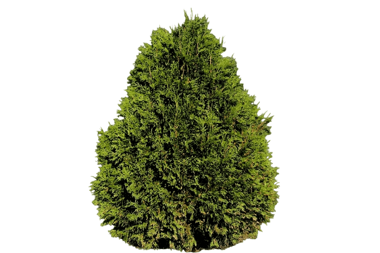 Technito® Arborvitae (Thuja Occidentalis Technito 'Bailjohn') - Ground Layers