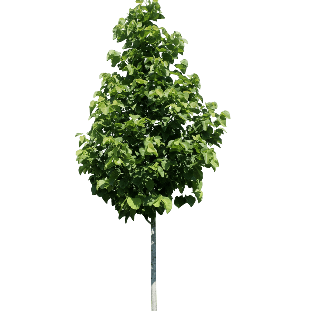 American Sentry® Linden (Tilia Americana American Sentry 'Mcksentry') - Shade Trees