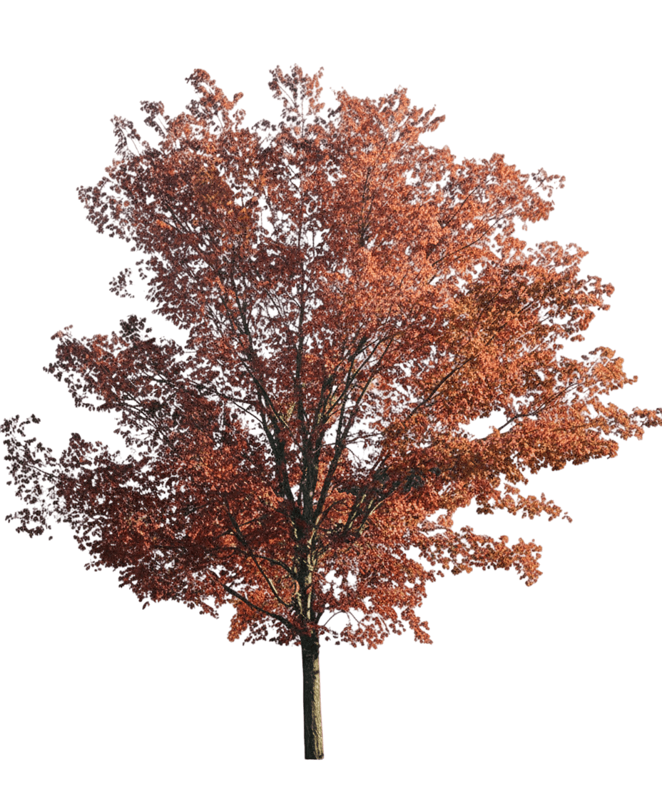 Frontier Elm (Ulmus Carpinifolia X U. Parvifolia 'Frontier') - Shade Trees