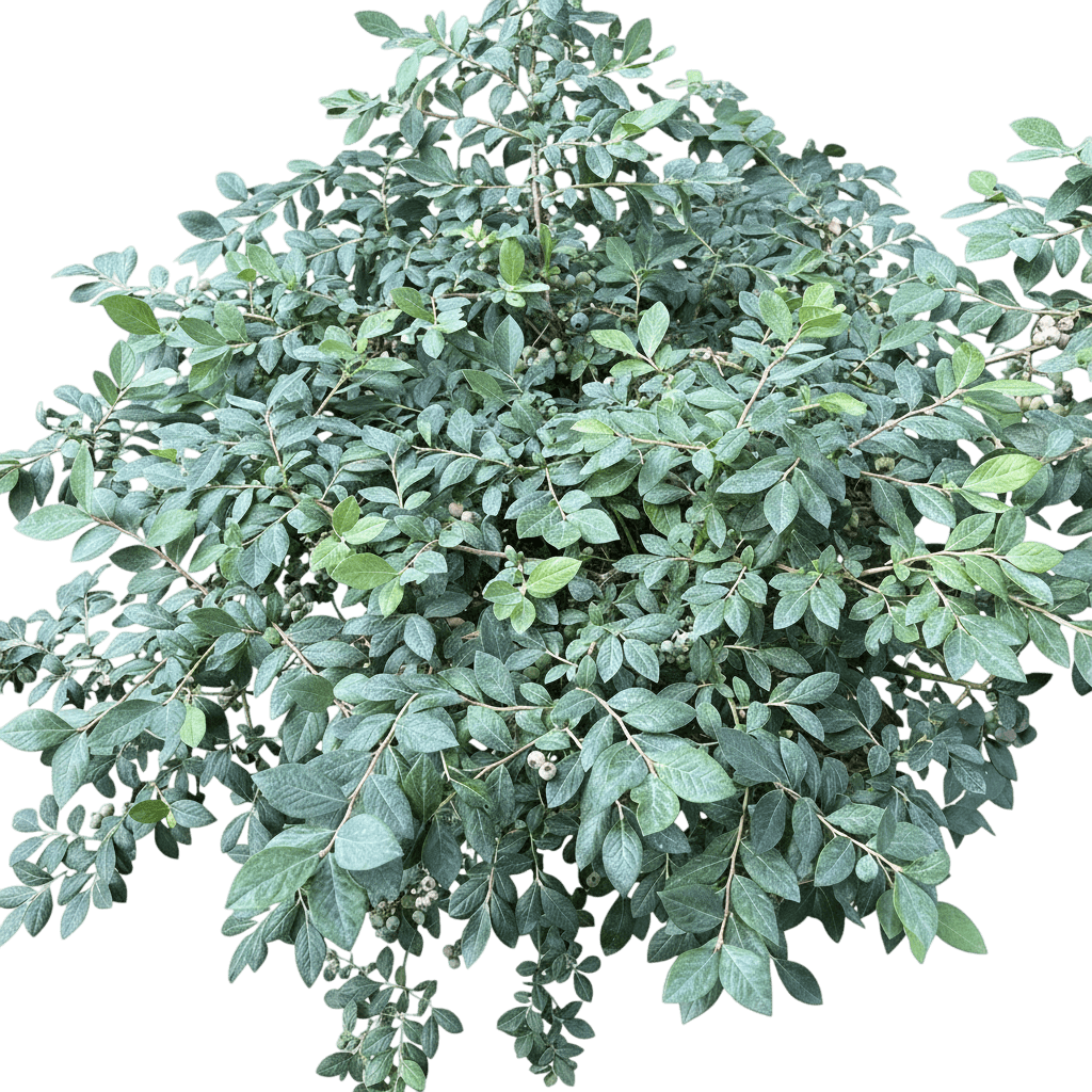 Splendid!® Blue Highbush Blueberry (Vaccinium Corymbosum Splendid! Blue 'Nc4499') - Ground Layers