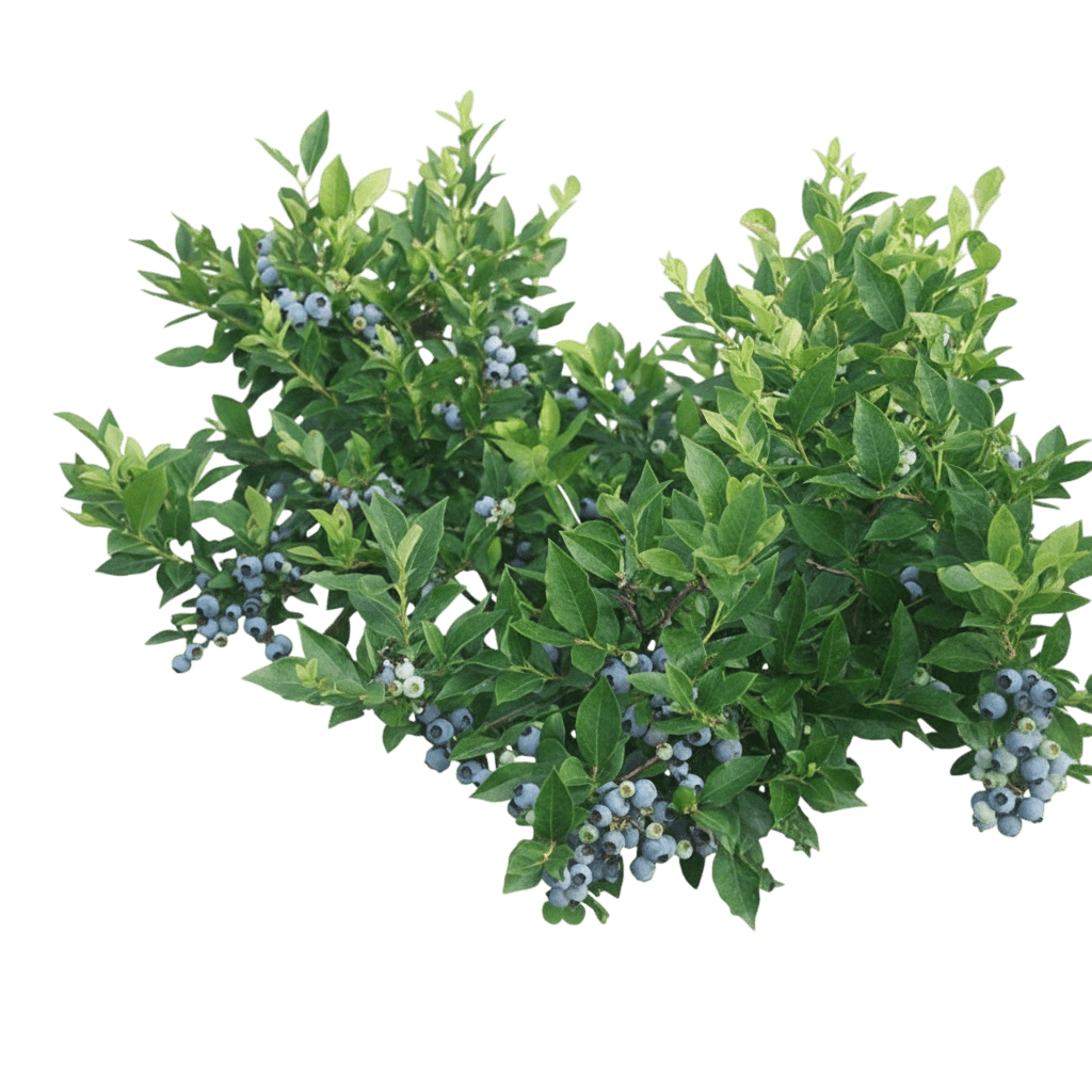 Blueberry, North Sky (Vaccinium Corymbosum X Angustifolium 'Northsky') - Ground Layers