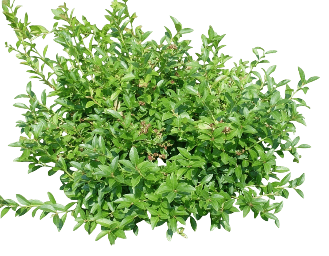 Lowbush Blueberry (Vaccinium X Angustifolium) - Ground Layers