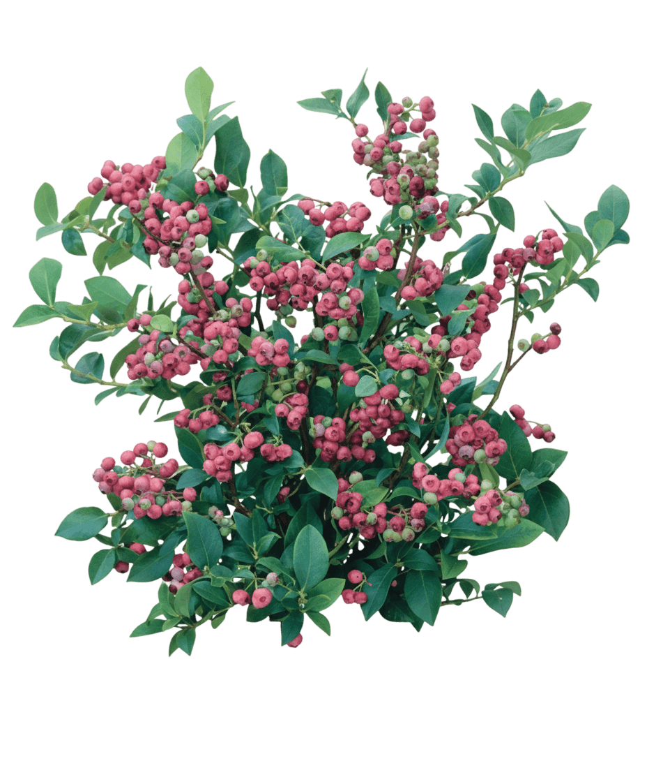 Blueberry, Pink Lemonade (Vacciunium X ‘Pink Lemonade’) - Ground Layers