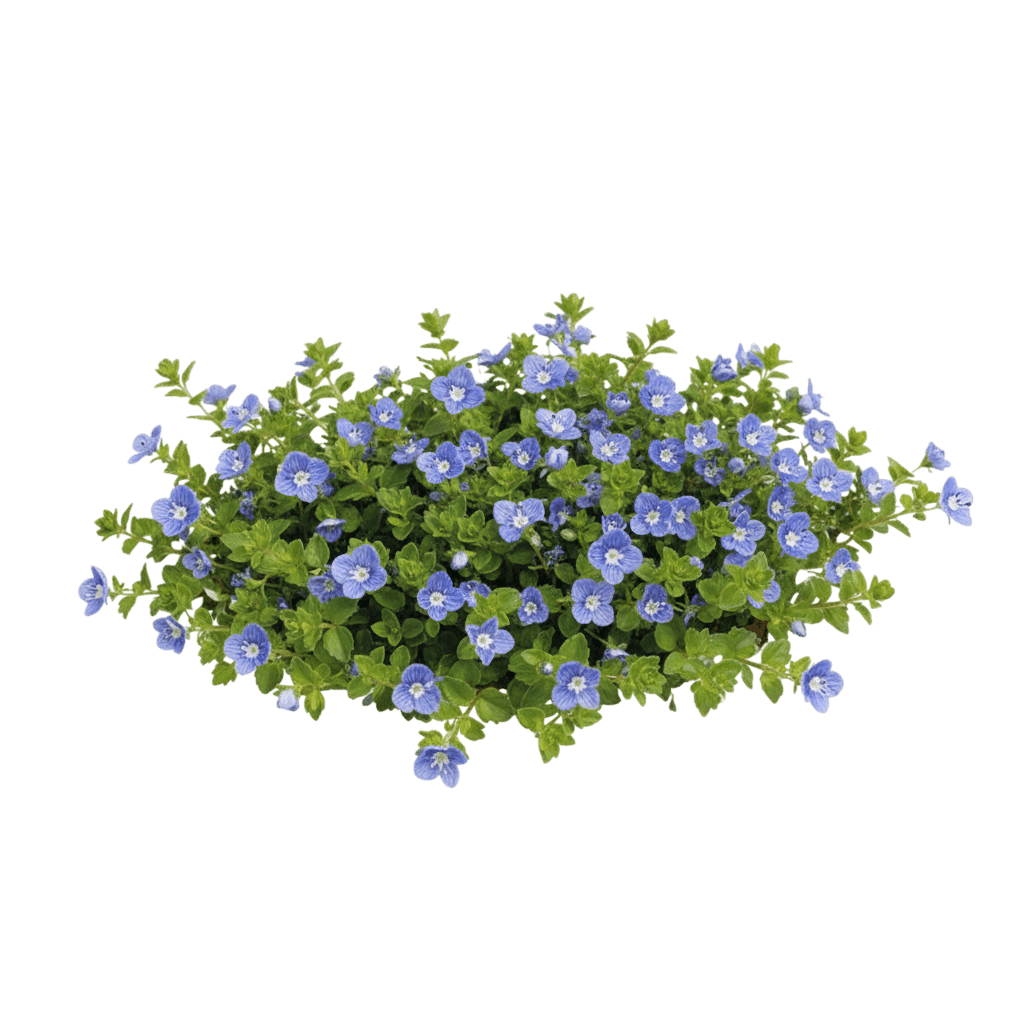 Speedwell, Crystal River (Veronica 'Reavis') - Ground Layers