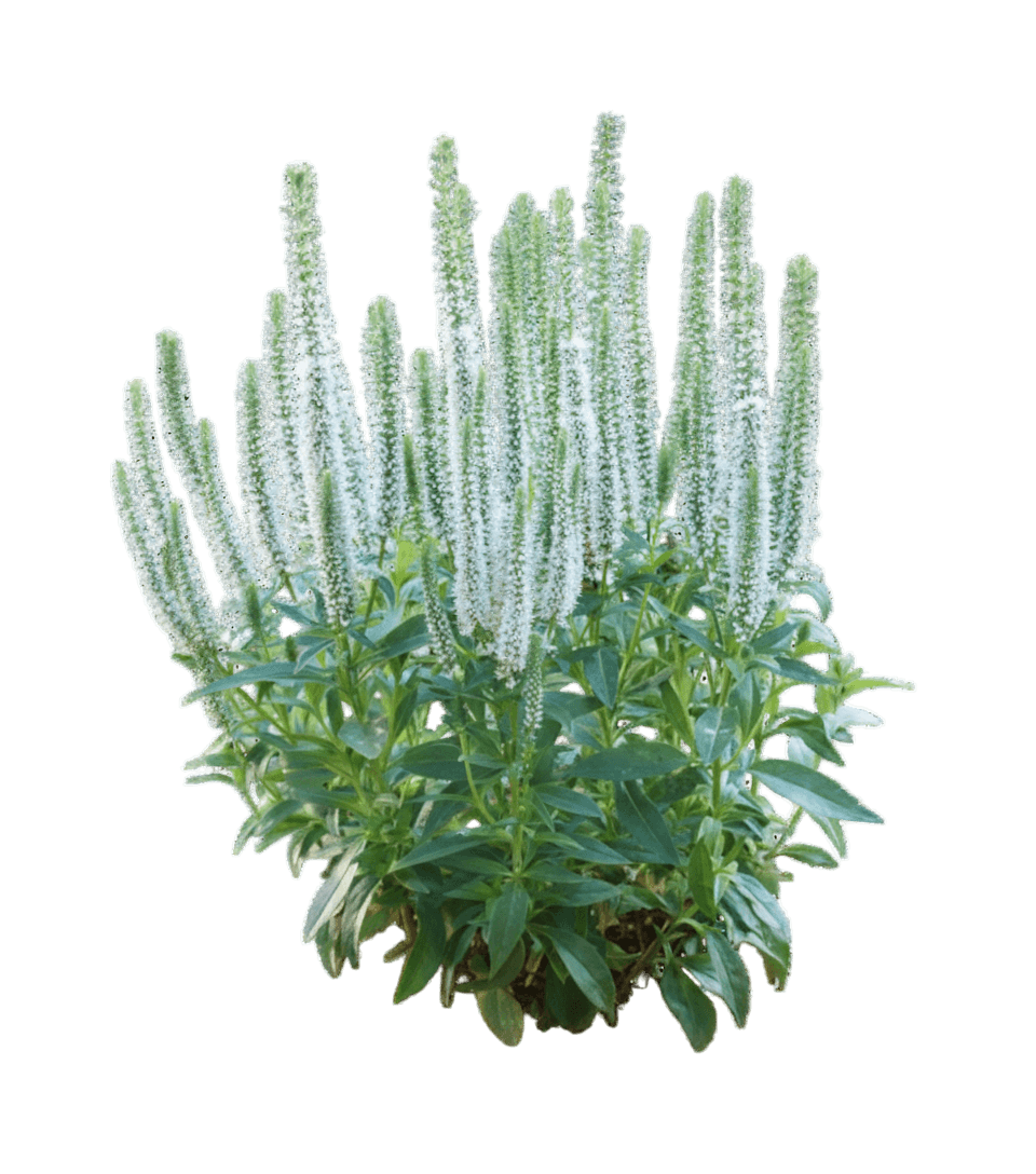 Speedwell, Snow Candles (Veronica Spicata, 'Snow Candles') - Perennials