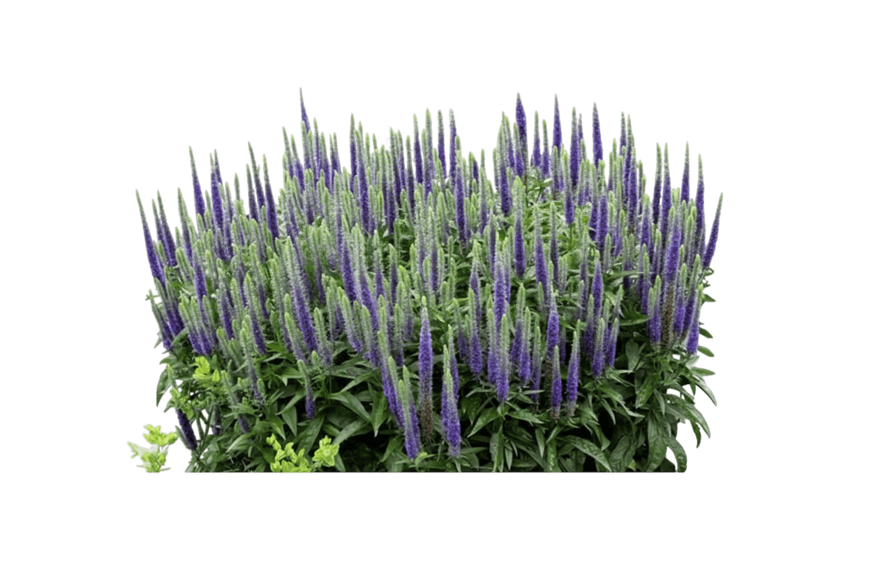 Speedwell, Royal Candles (Veronica Spicata Pp 18932 'Glory') - Perennials