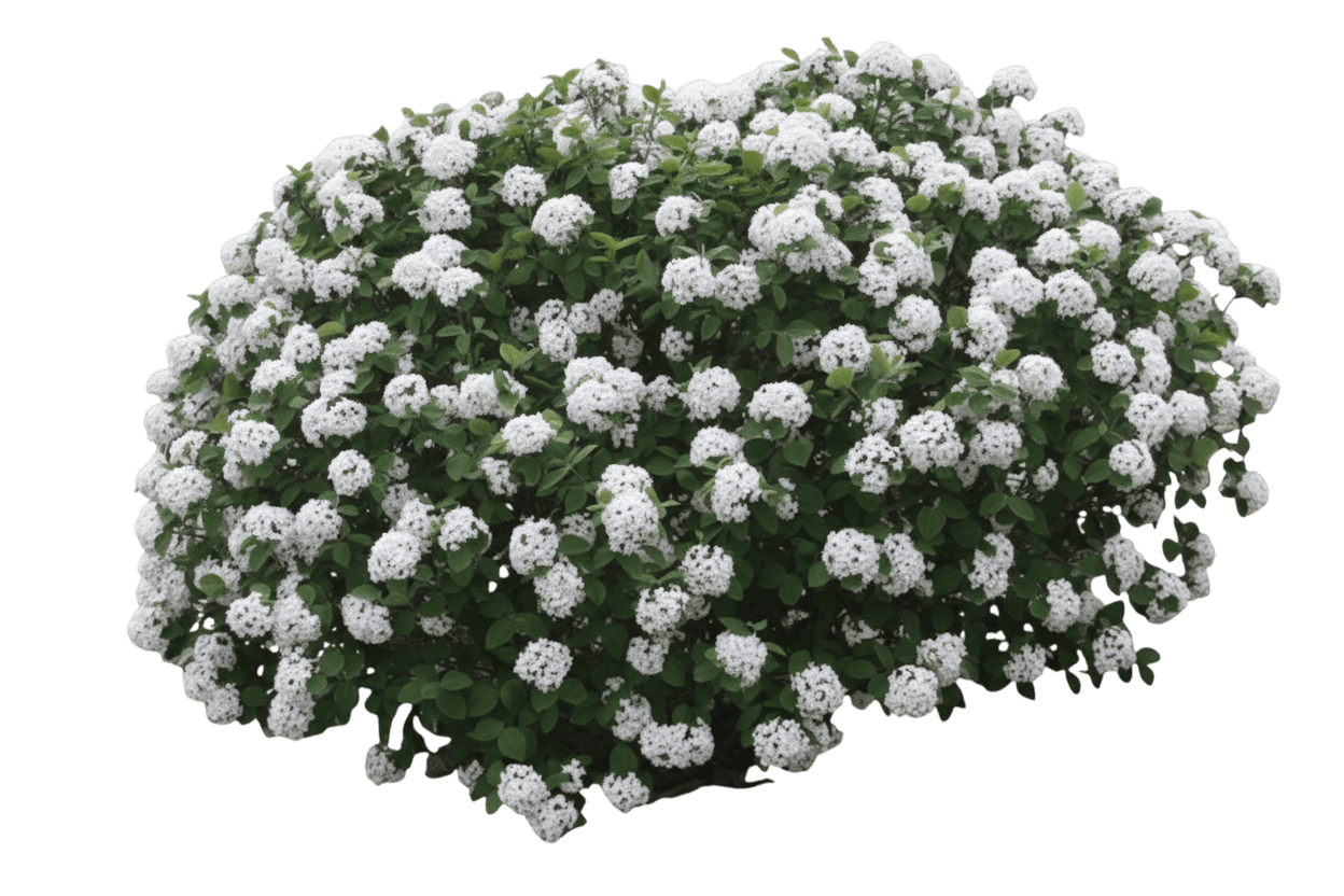 Spice Island™ Viburnum (Viburnum Carlesii Spice Island 'Select A') - Ground Layers