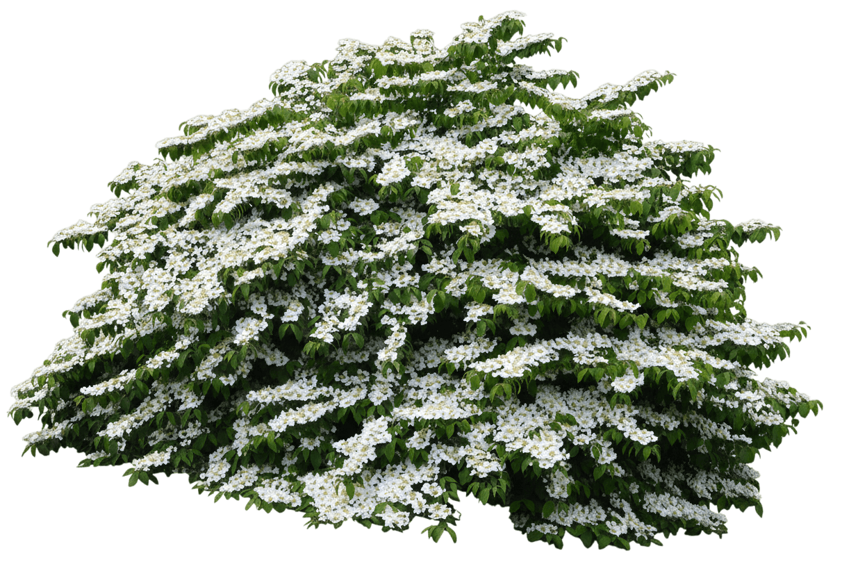Shasta Doublefile Viburnum (Viburnum Plicatum Var. Tomentosum 'Shasta') - Ground Layers