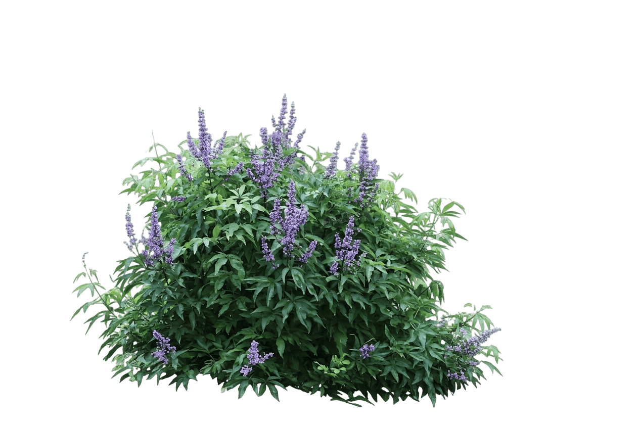 Blue Diddley® Chastetree (Vitex) (Vitex Agnus-Castus Blue Diddley 'Smvacbd') - Ground Layers