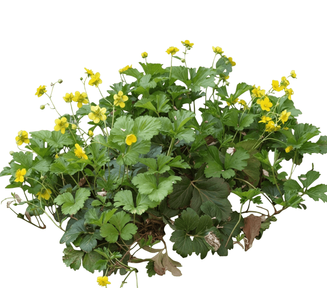 Siberian Barren Strawberry (Waldsteinia Ternata) - Perennials