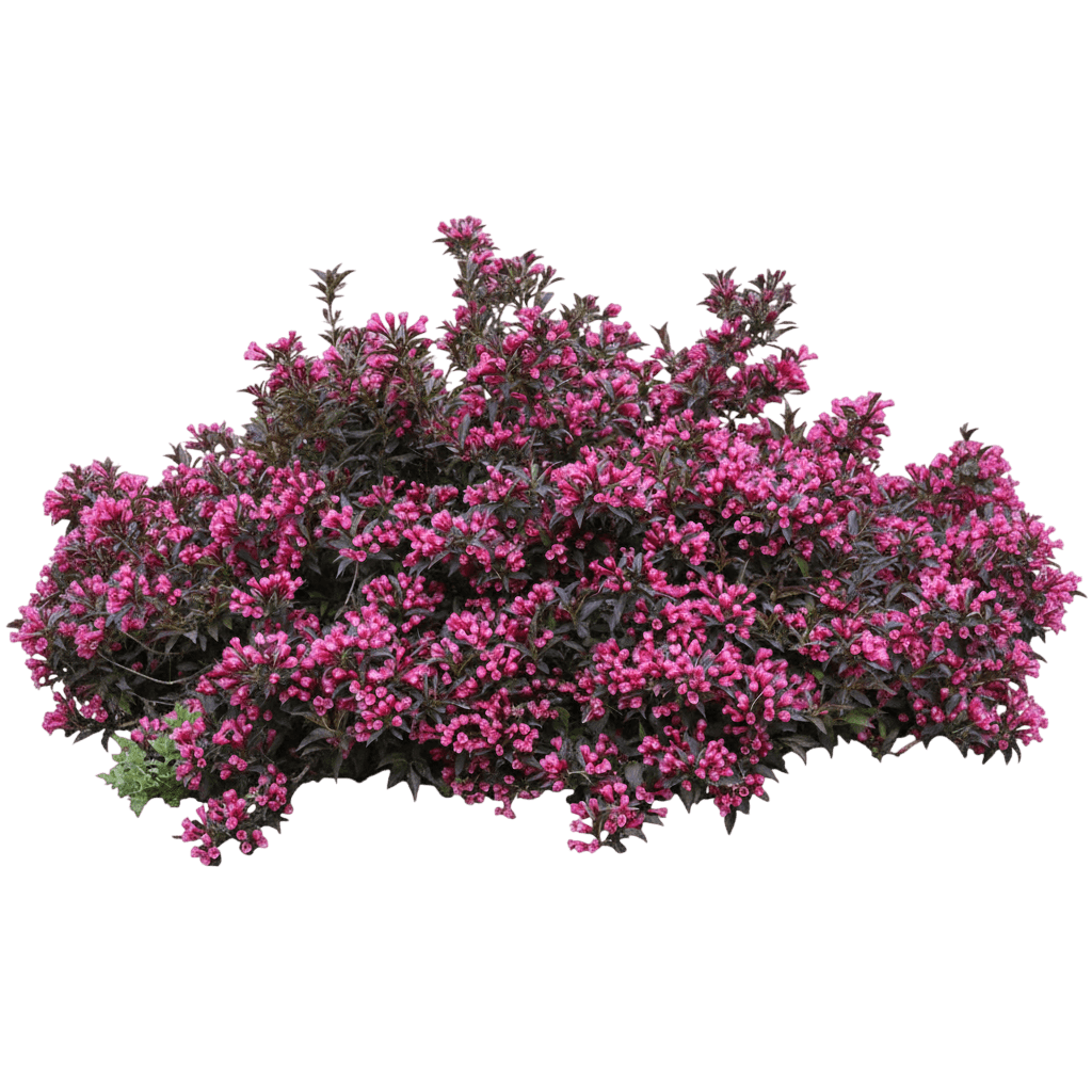 Spilled Wine® Weigela (Weigela Florida Spilled Wine 'Bokraspiwi') - Ground Layers