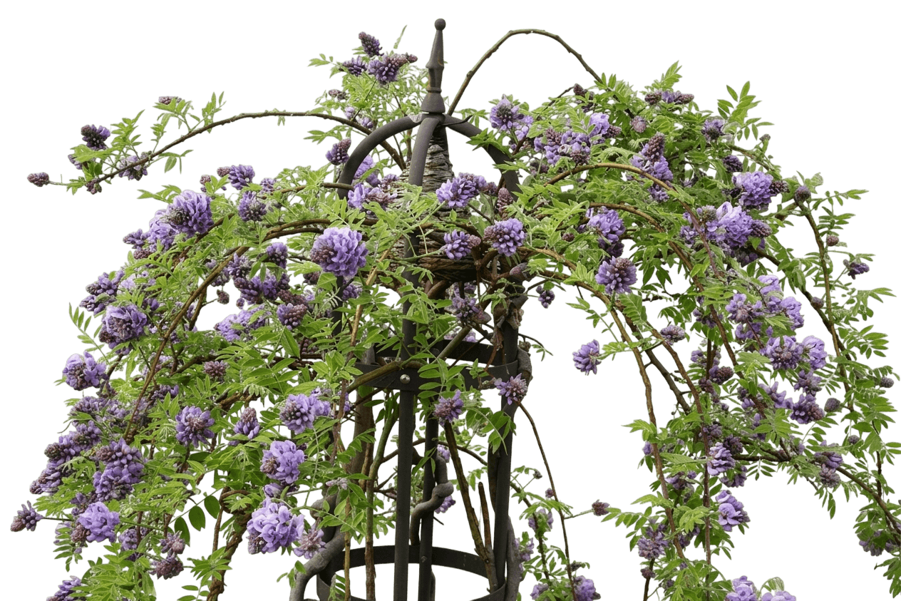 Lavender Falls Wisteria (Wisteria Frutescens Lavender Falls 'Betty Tam') - Ground Layers