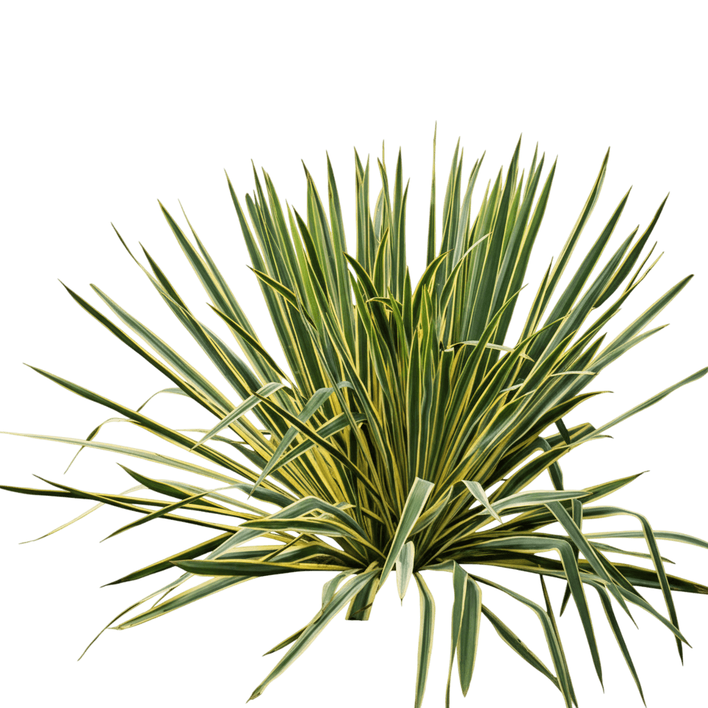 Variegated Adam'S Needle (Yucca 'Bright Edge') - Perennials