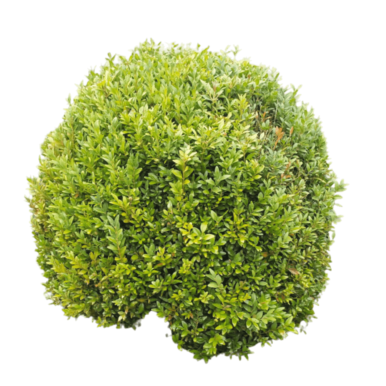 Common Boxwood Poodle (Tier) (Buxus Sempervirens) - Ground Layers