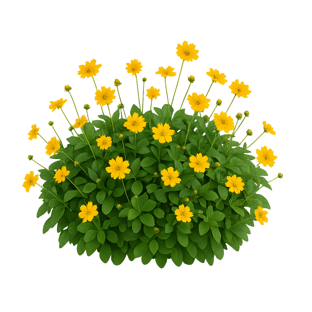 Mouse Ear Tickseed (Coreopsis Auriculata 'Nana') - Perennials