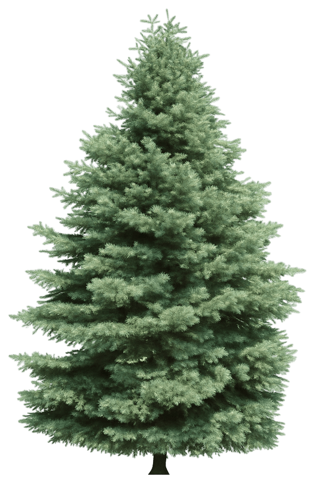 White Fir 'Fastigiata' (Abies Concolor 'Fastigiata') - Evergreen Trees