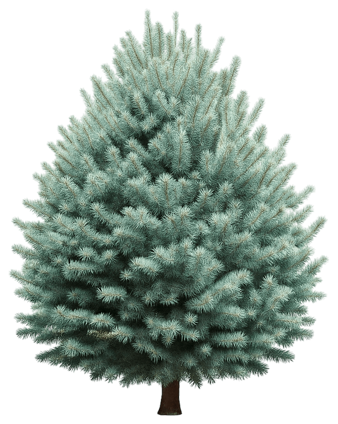 Dwarf White Fir 'Wells Victoria' (Abies Concolor Glauca Compacta 'Wells Victoria') - Evergreen Trees