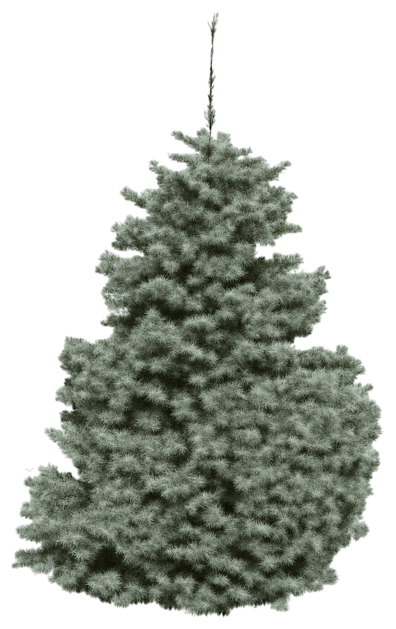 Dwarf White Fir (Abies Concolor Glauca Compacta) - Evergreen Trees
