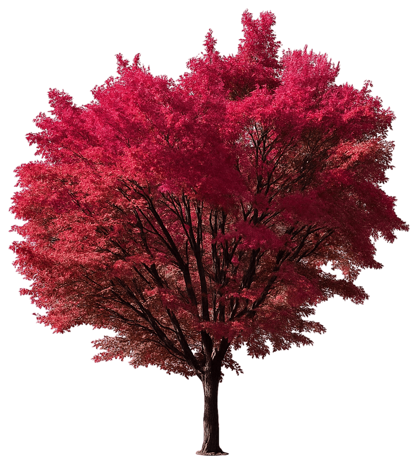 Amur Maple 'Flame' (Acer Ginnala 'Flame') - Shade Trees