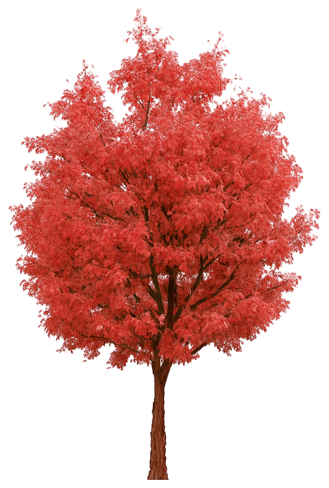 Paperbark Maple 'Fireburst®' (Acer Griseum 'Fireburst®') - Shade Trees