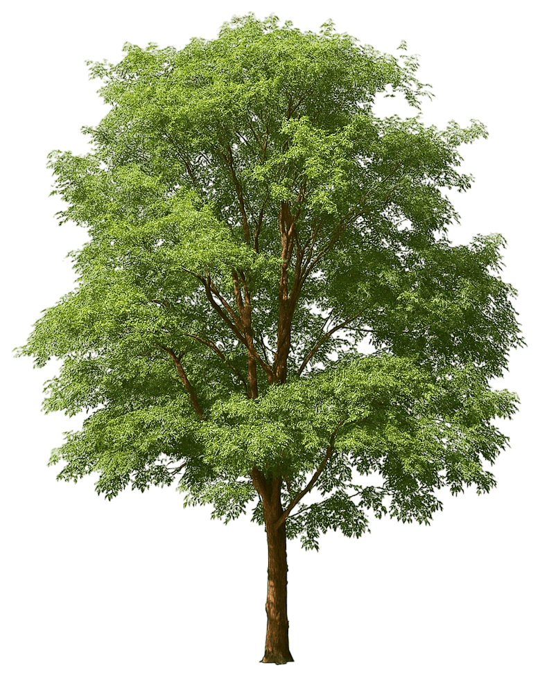 Paperbark Maple (Acer Griseum) - Shade Trees