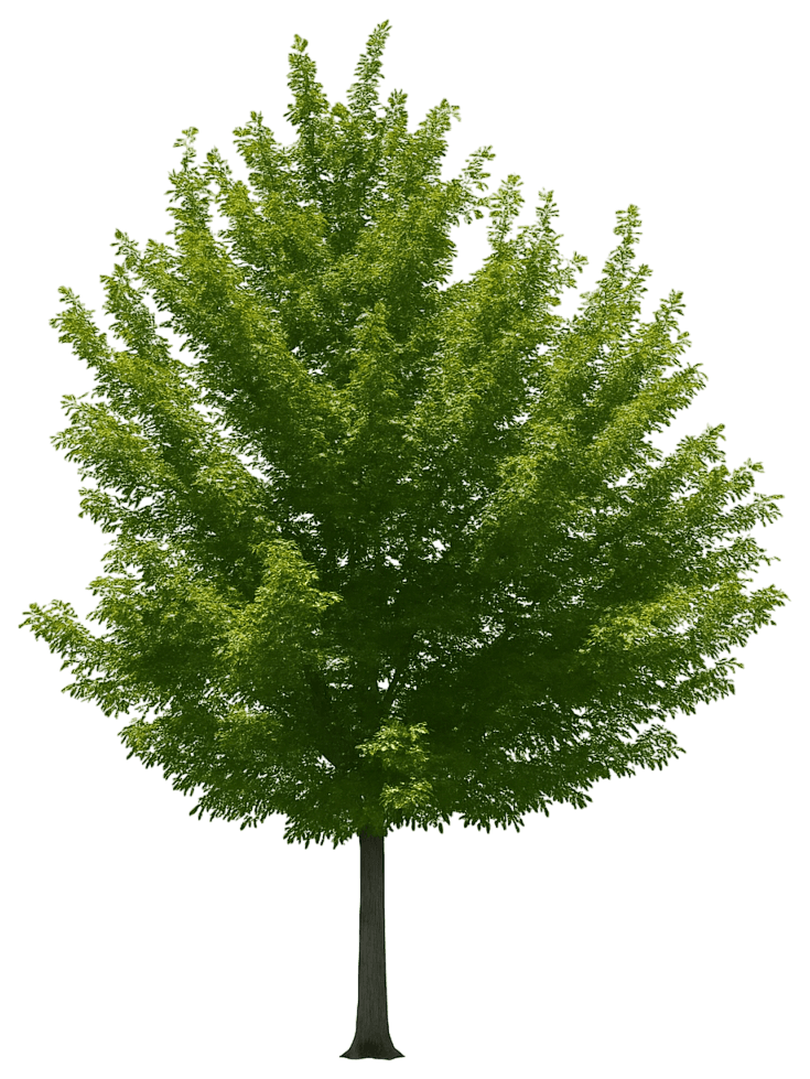 State Street Maple 'Morton' State Street™ State Street™ (Acer Miyabei 'Morton') - Shade Trees