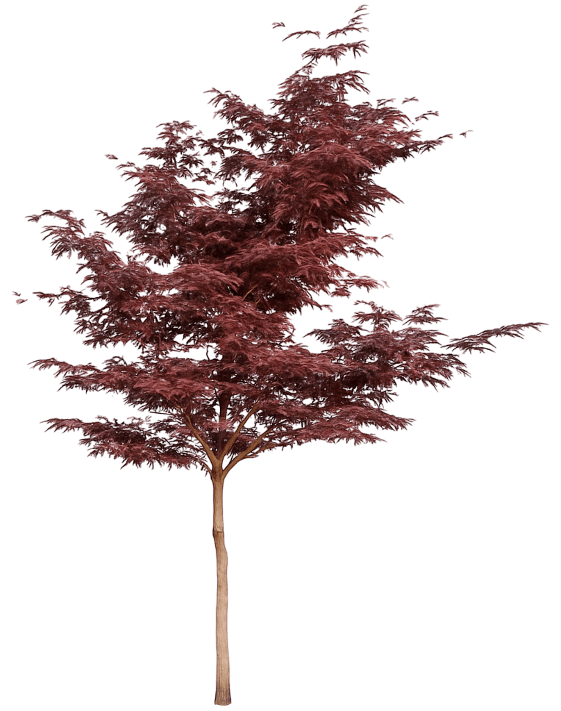 Red-Leaf Japanese Maple 'Bloodgood' (Acer Palmatum Atropurpureum 'Bloodgood') - Shade Trees