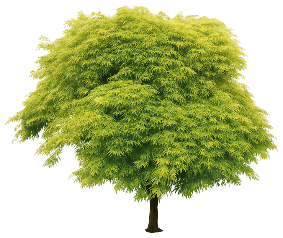 Laceleaf Japanese Maple 'Filigree Green' (Acer Palmatum Dissectum 'Filigree Green') - Shade Trees