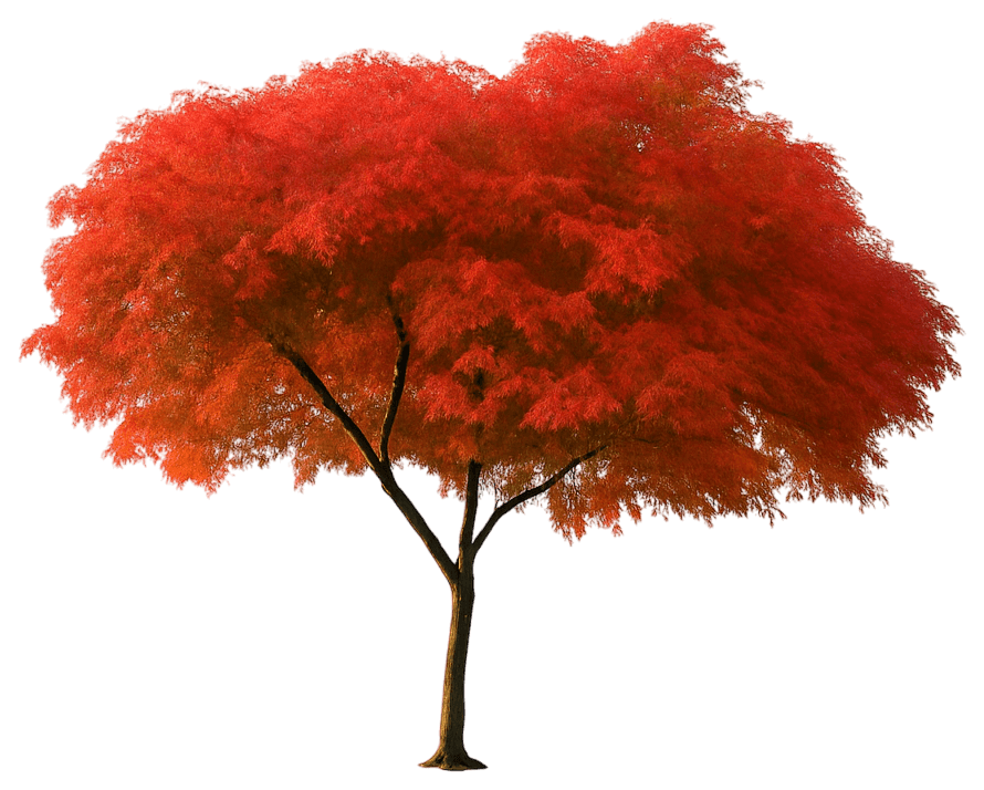 Laceleaf Japanese Maple 'Seiryu' (Acer Palmatum Dissectum 'Seiryu') - Flowering Trees