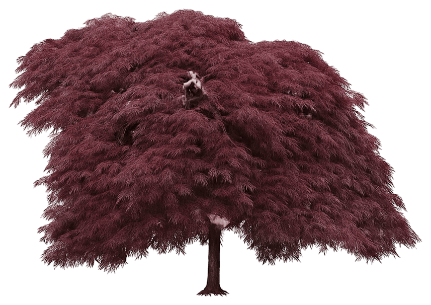 Laceleaf Japanese Maple 'Tamukeyama' (Acer Palmatum Dissectum 'Tamukeyama') - Flowering Trees