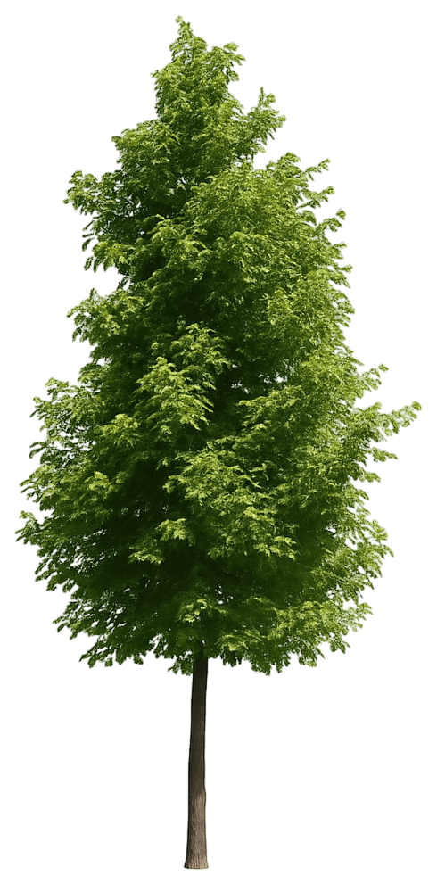 Norway Maple 'Emerald Queen' (Acer Platanoides 'Emerald Queen') - Shade Trees