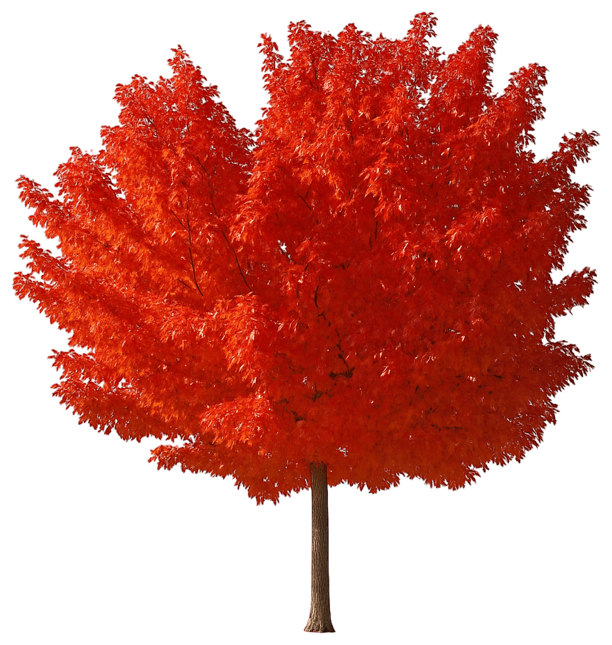 Shantung Maple 'Main Street' (Acer Truncatum 'Main Street') - Shade Trees