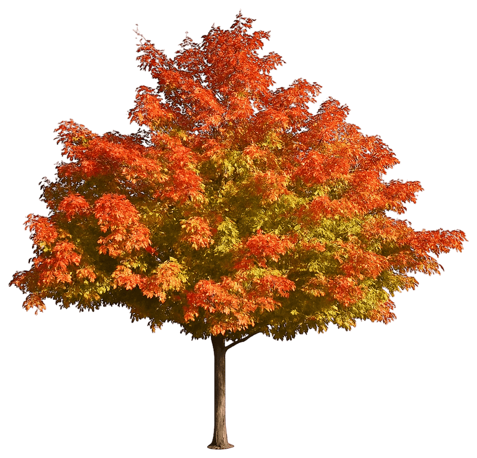 Sunset Maple 'Warrenred' Pp7433 Pacific Sunset® Pp7433 Pacific Sunset® (Acer Truncatum X A. Platanoides 'Warrenred') - Shade Trees