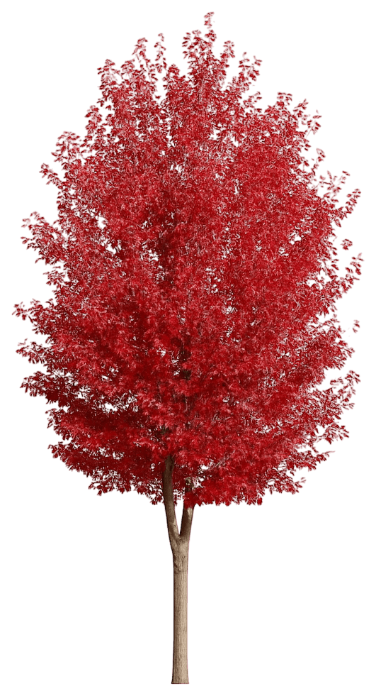 Maple 'Jeffersred' Autumn Blaze® Autumn Blaze® (Acer X Freemanii 'Jeffersred') - Shade Trees