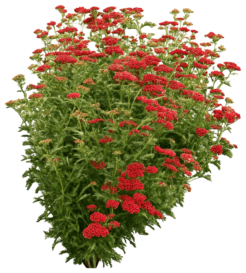 Red Yarrow 'Red Velvet' (Achillea Millefolium 'Red Velvet') - Perennials