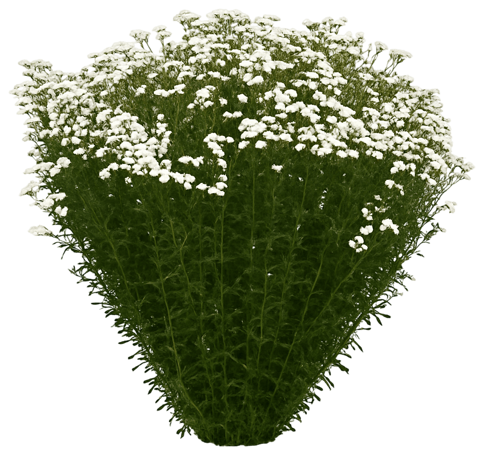 White Yarrow 'Peter Cottontail' (Achillea Ptarmica Pp31756 'Peter Cottontail') - Perennials