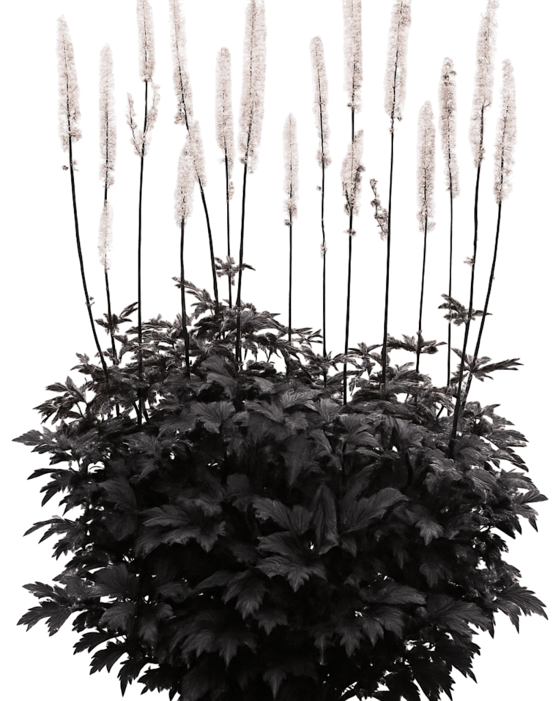 Cimicifuga Bugbane 'Brunette' (Actaea Simplex 'Brunette') - Perennials