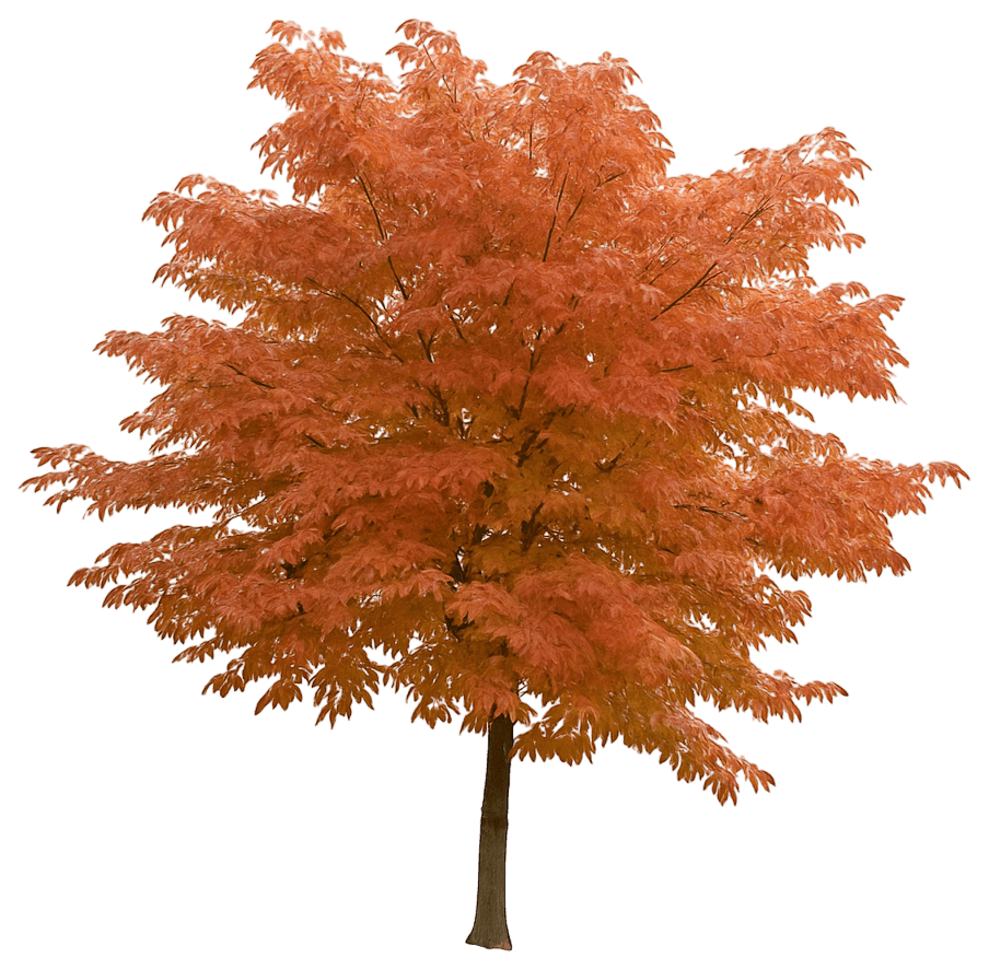 Horse Chestnut Buckeye 'Autumn Splendor' (Aesculus X Arnoldiana 'Autumn Splendor') - Shade Trees