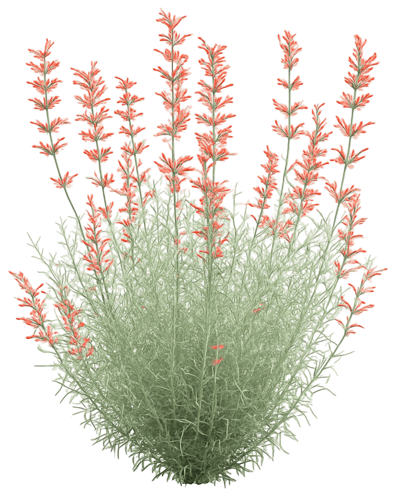 Sunset Hyssop Hummingbird Mint (Agastache Rupestris) - Perennials