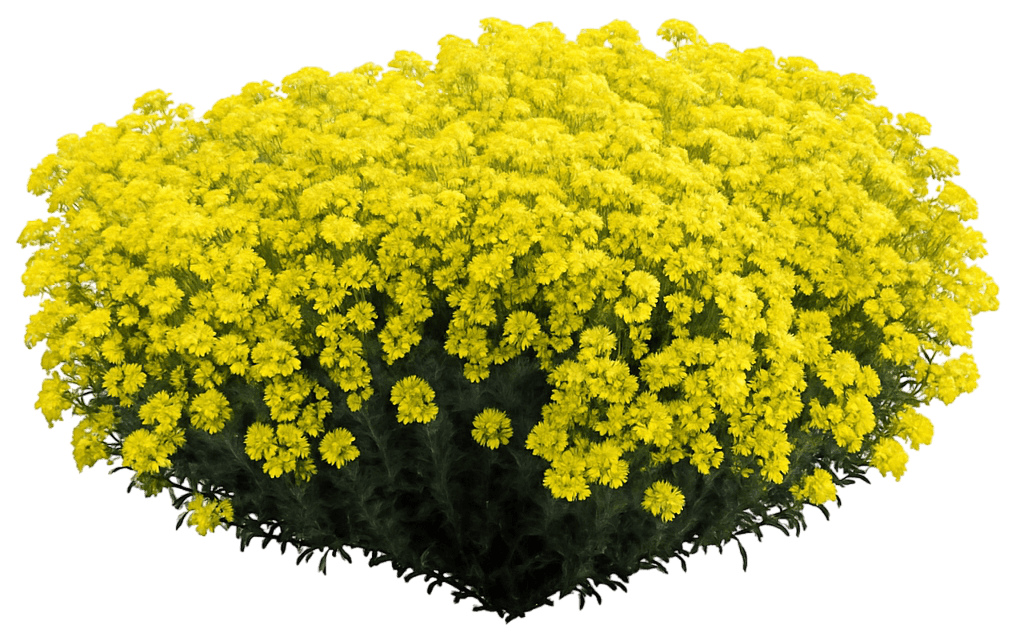 Alpine Alyssum Madwort 'Golden Spring' (Alyssum Wulfenianum 'Golden Spring') - Perennials