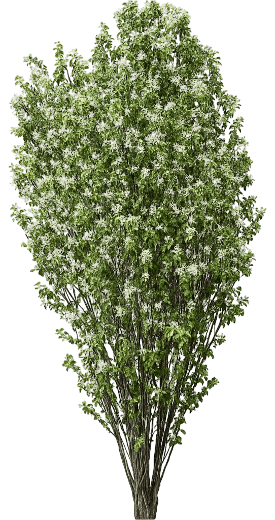 Saskatoon Serviceberry (Amelanchier Alnifolia) - Fruit Trees