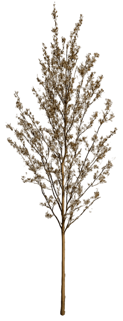 Serviceberry Tree 'Snowcloud' (Amelanchier Laevis 'Snowcloud') - Flowering Trees