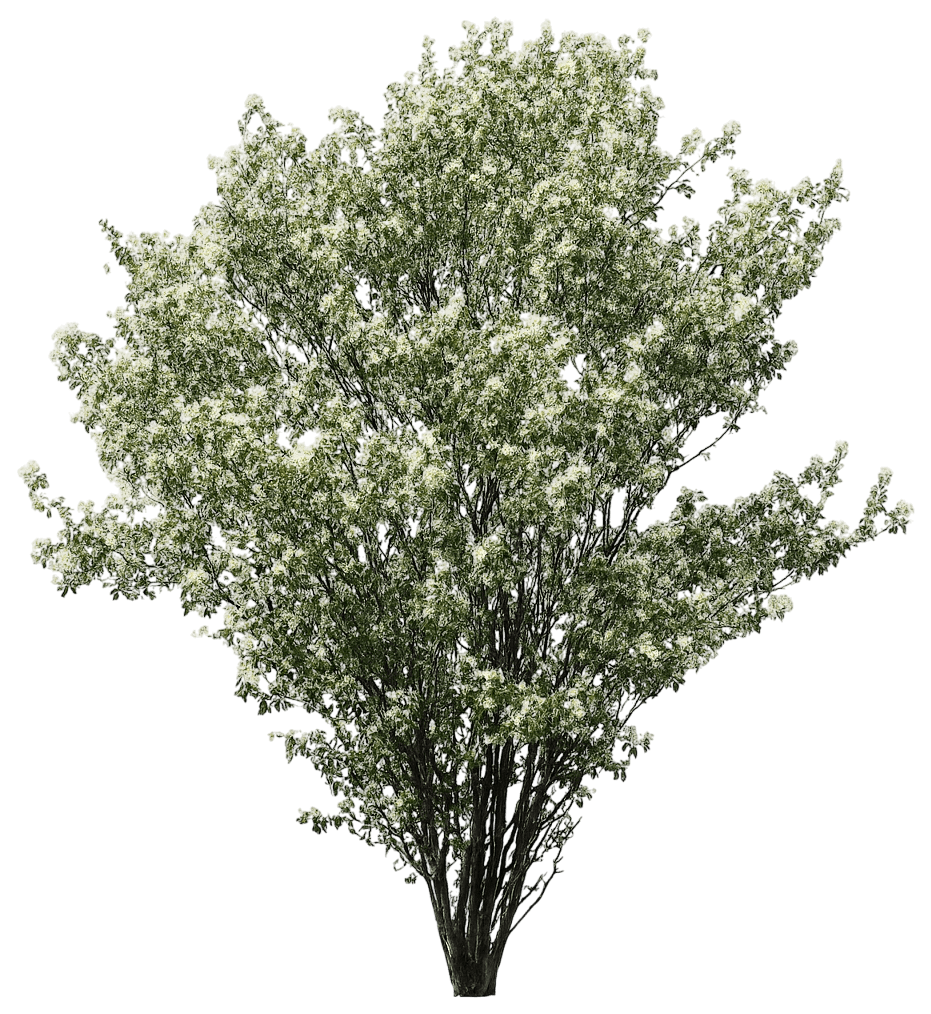 Utah Serviceberry (Amelanchier Utahensis) - Fruit Trees